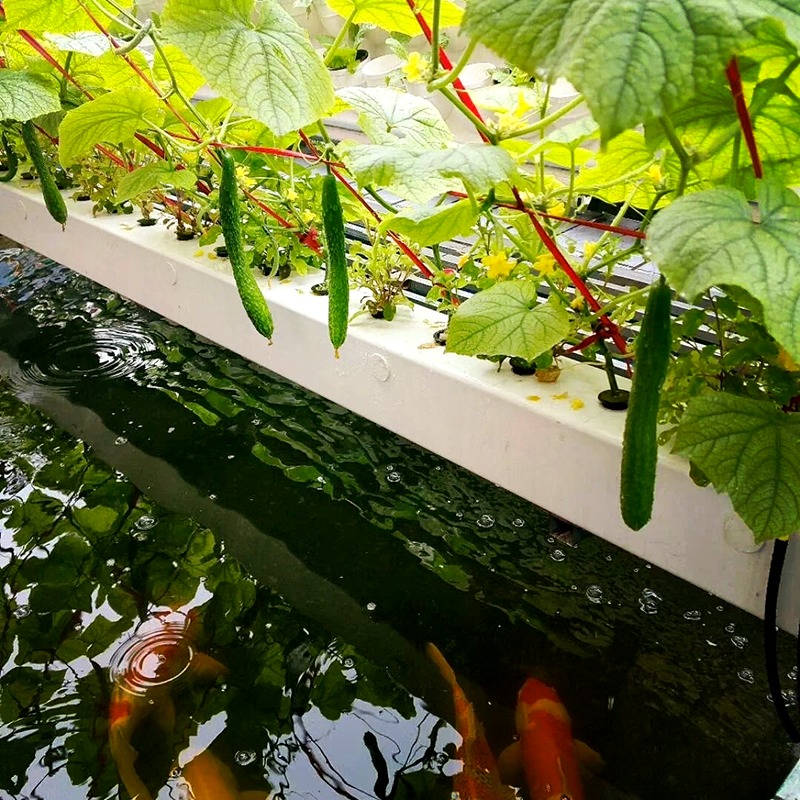 嘉峪关市玻璃温室鱼菜共生 - 价格